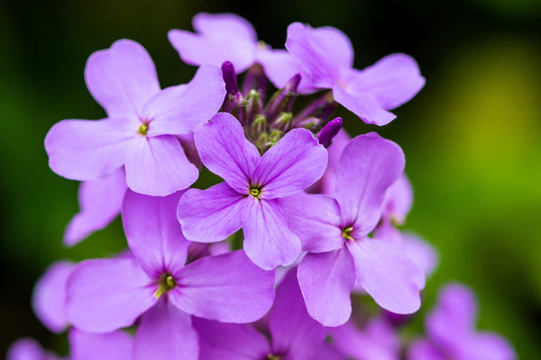 Dame's Rocket (Danask Violet) Seeds
