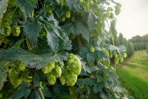Common Hops Seeds
