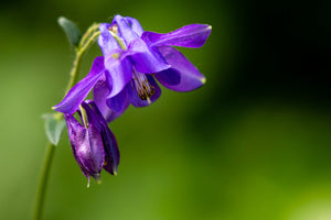 Purple Columbine Seeds