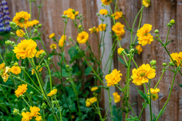 Lady Stratheden Geum Seeds