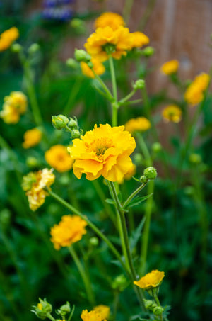 Lady Stratheden Geum Seeds