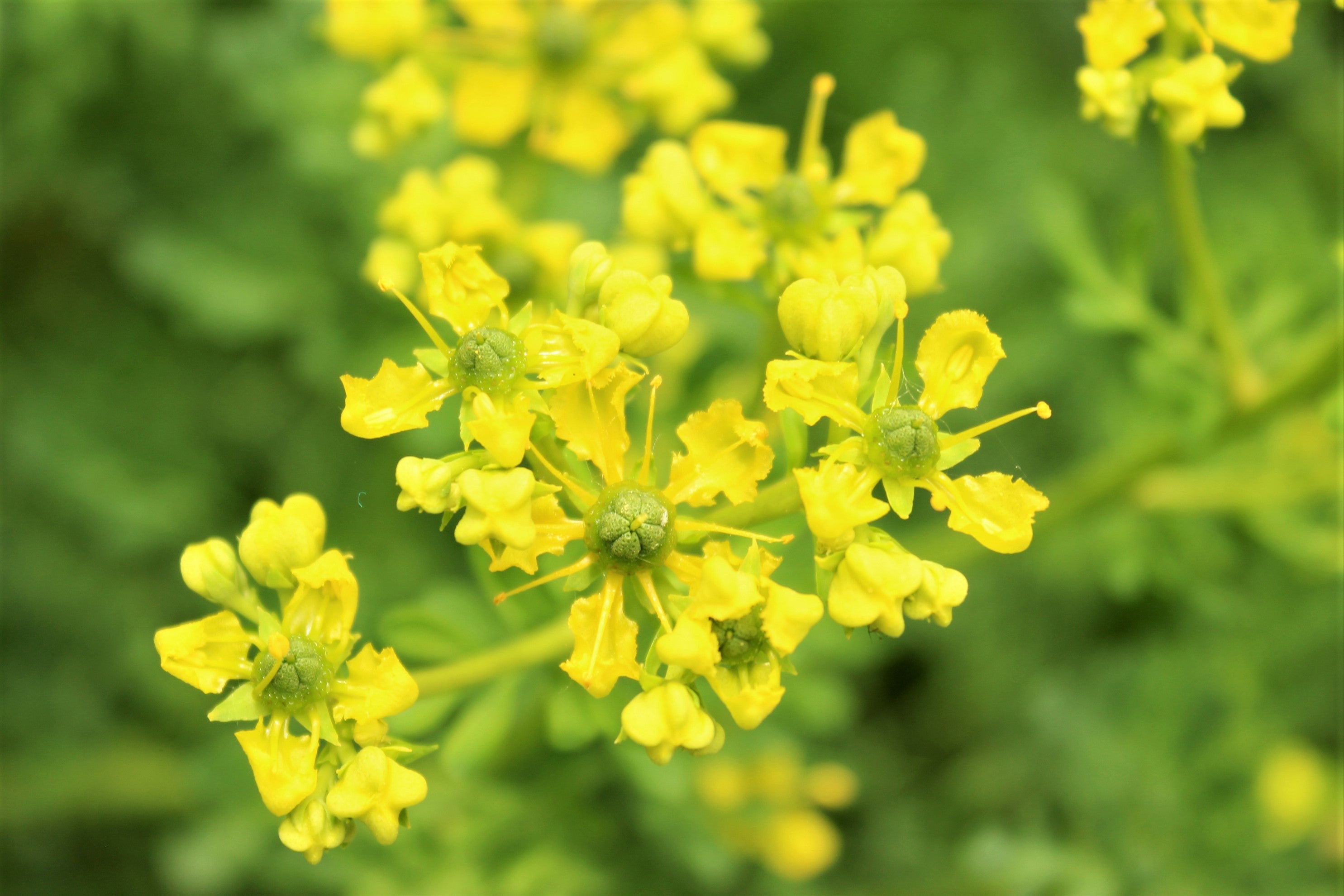Syrian Rue Yellow Yellow Rue Seeds