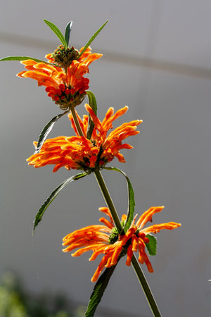 Klip Dagga/Lion's Ear Seeds
