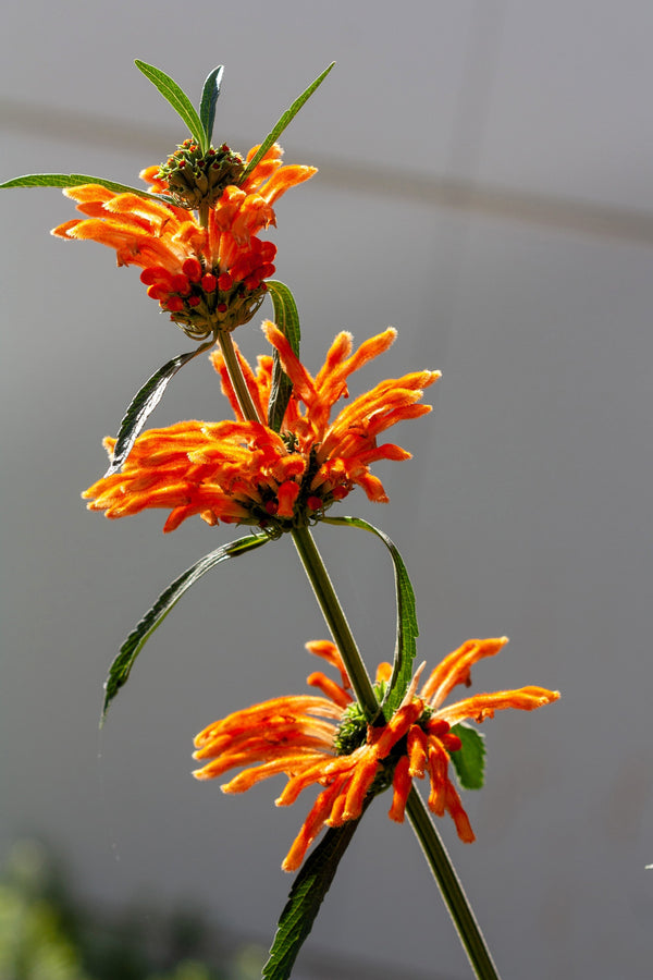Klip Dagga/Lion's Ear Seeds