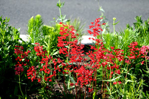 Heuchera ‘Firefly’ Seeds