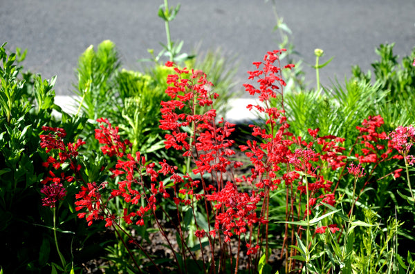 Heuchera ‘Firefly’ Seeds