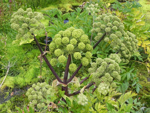 Angelica Seeds