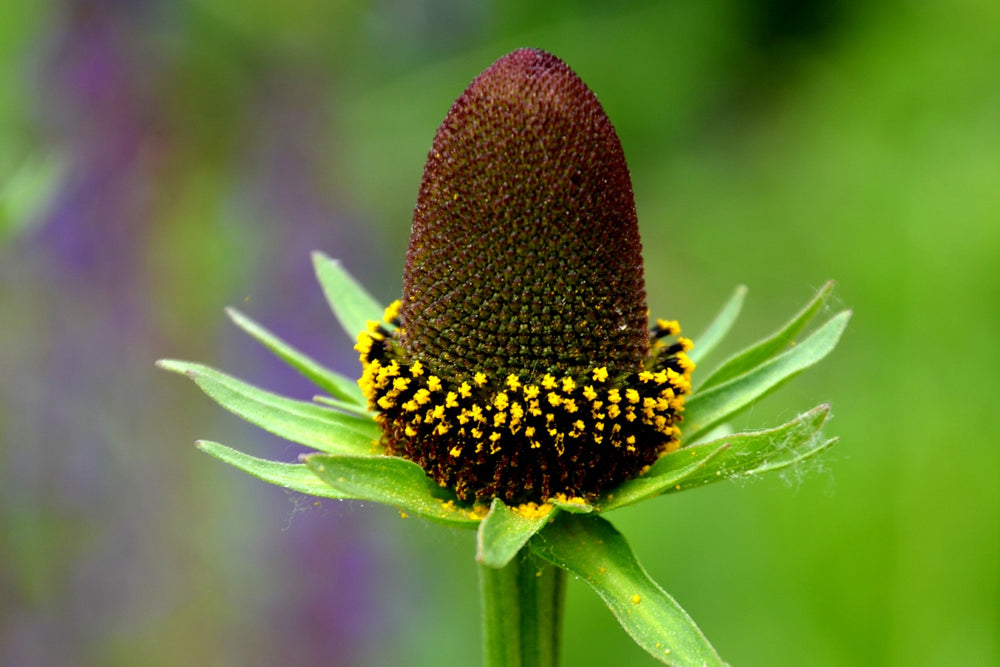 Western Coneflower Seeds
