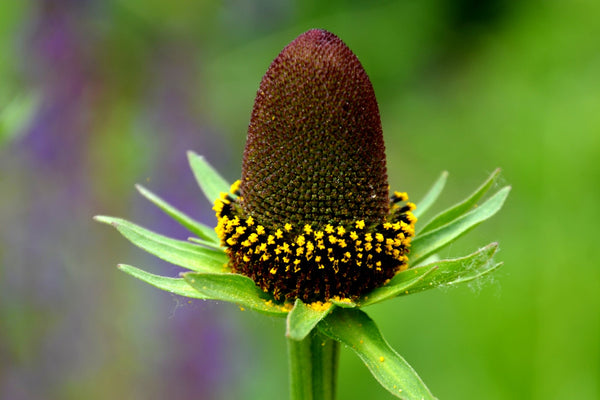 Western Coneflower Seeds