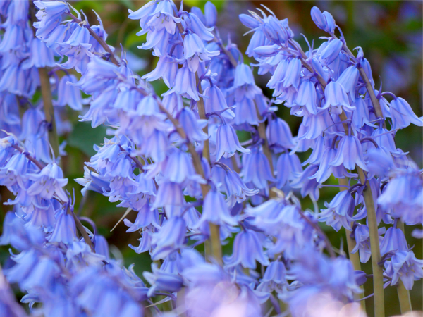 Wood Hyacinth Seeds