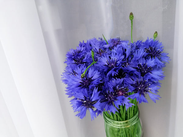 Tall Blue Bachelor’s Button Seeds