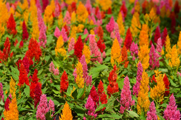 Celosia Pampas Plumes - Mix Seeds