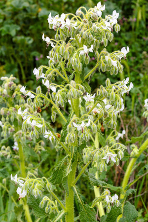 White Borage Seeds