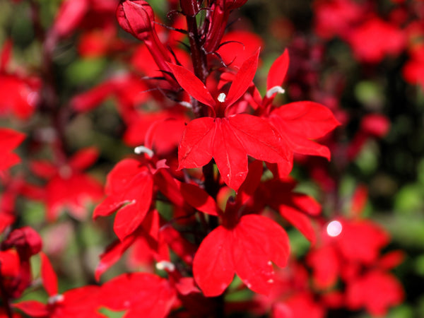 Cardinal Flower Seeds