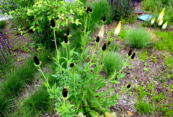 Western Coneflower Seeds