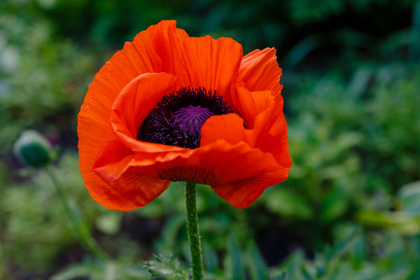 Oriental Red Mix Poppy Seeds