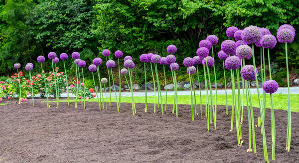 Giant Allium Seeds