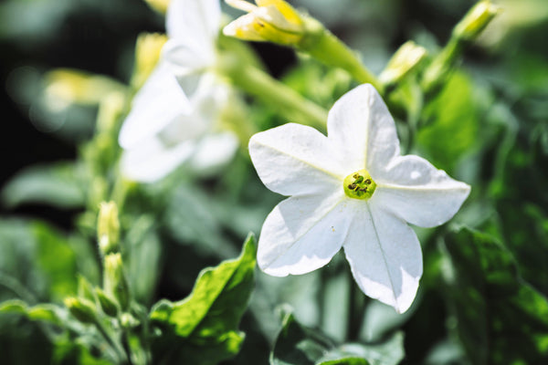 White Nicotiana Seeds - Certified Organic