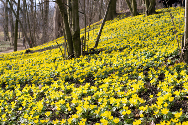 Winter Aconite Seeds