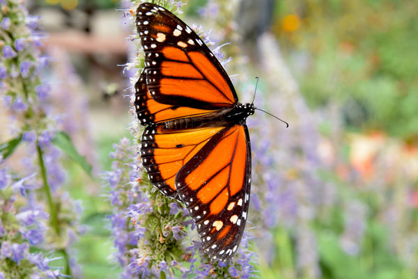 Blue Giant Anise Hyssop Seeds