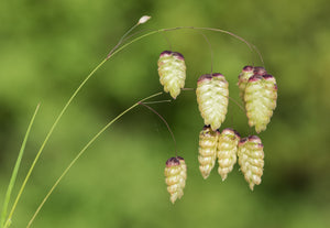 Quaking Grass Seeds