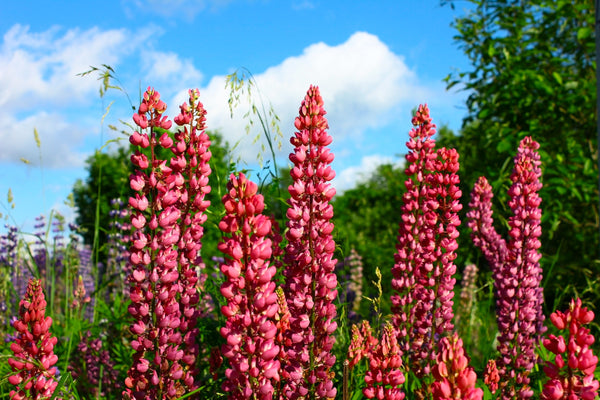 Red Lupine 'My Castle' Seeds