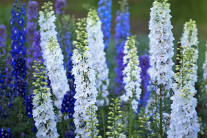 Rocket Larkspur Seeds - Giant Imperial Mix