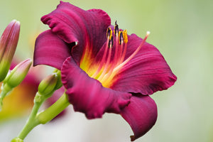 Daylily Seeds Mixed Colors