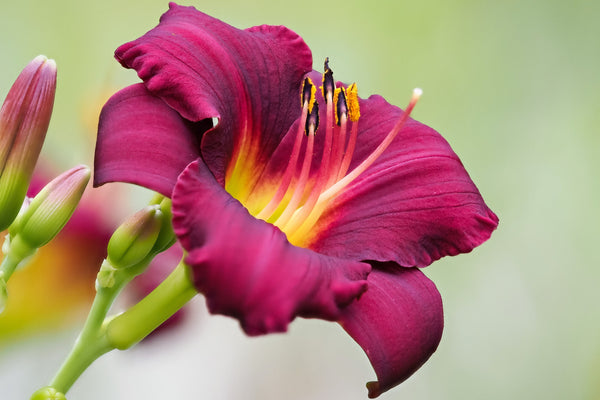 Daylily Seeds Mixed Colors