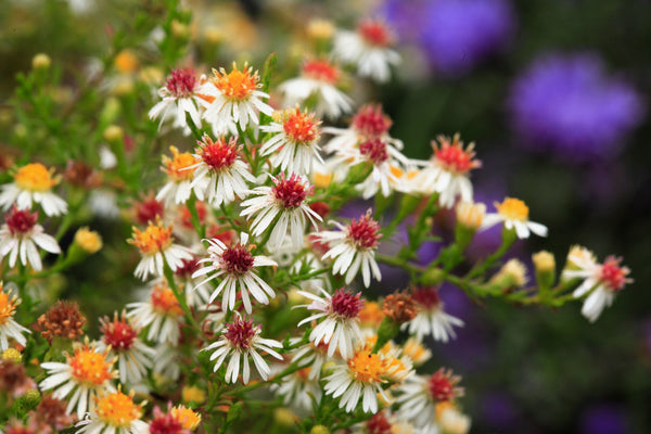 White Heath Aster Seeds