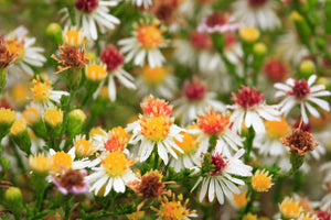 White Heath Aster Seeds