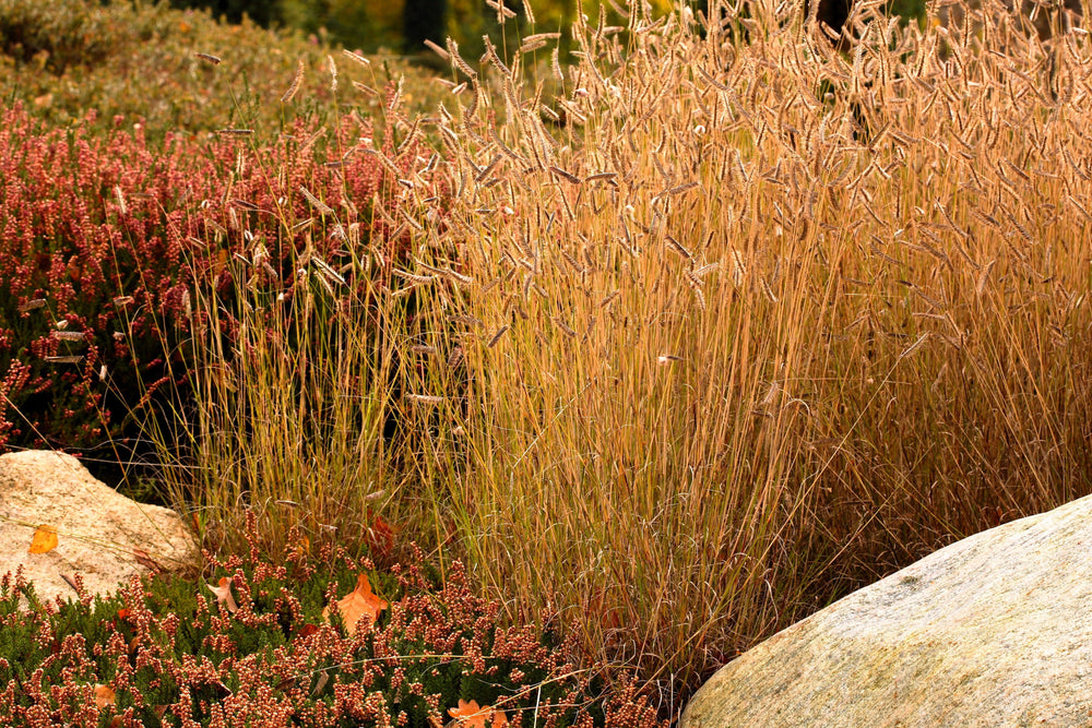 Blue Grama Grass Seeds