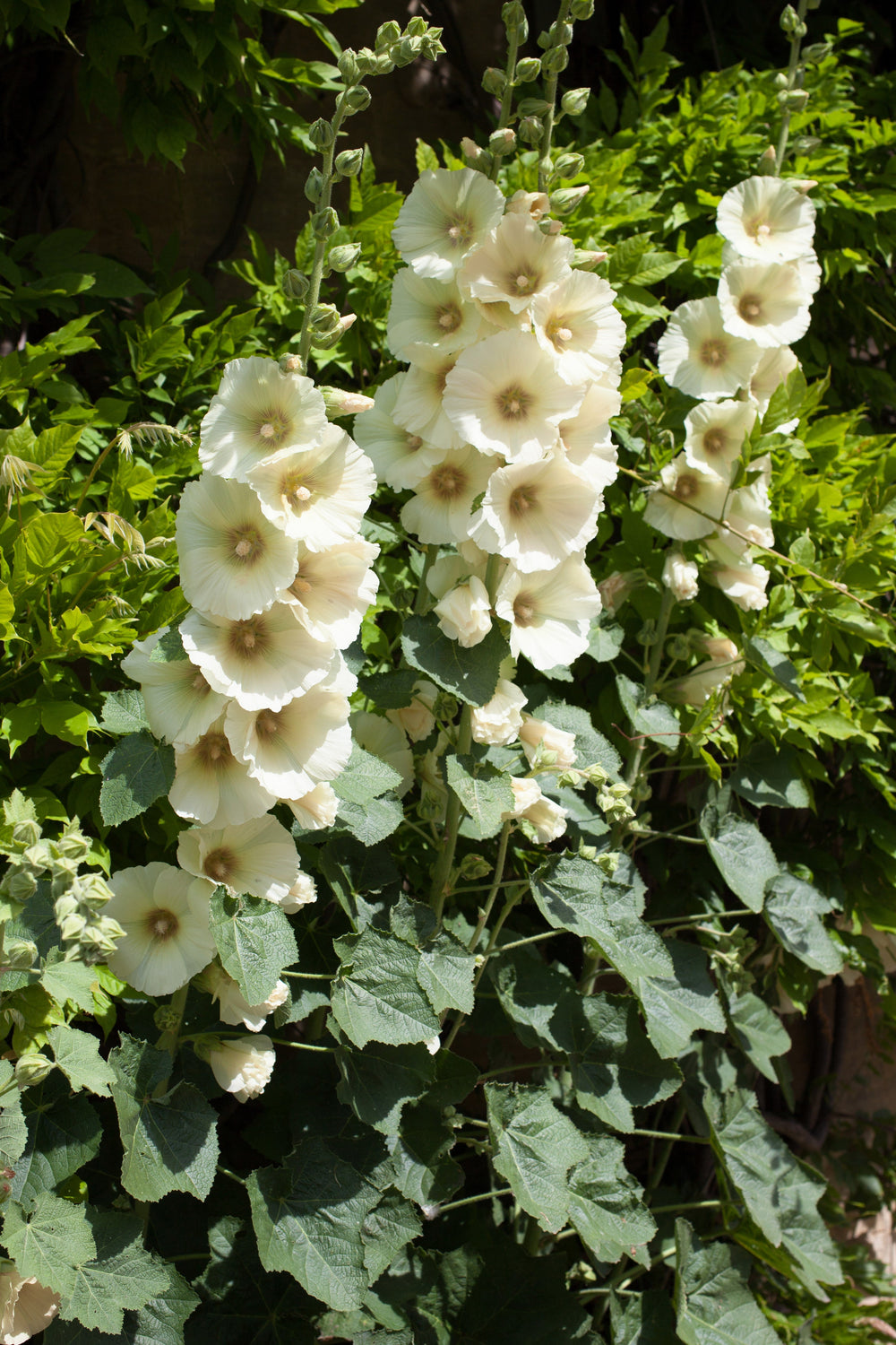 White Hollyhock Seeds
