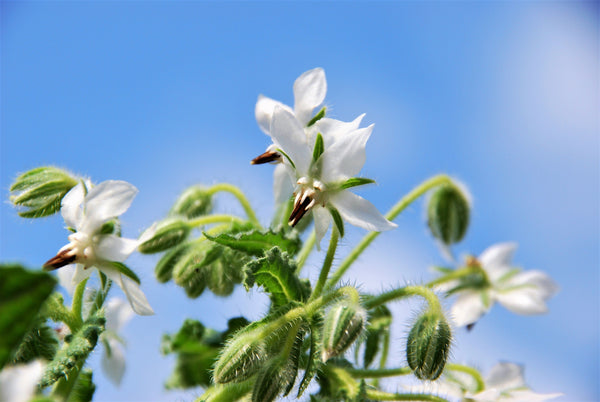 White Borage Seeds