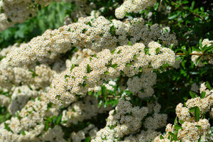 Scarlet Firethorn Bush Seeds