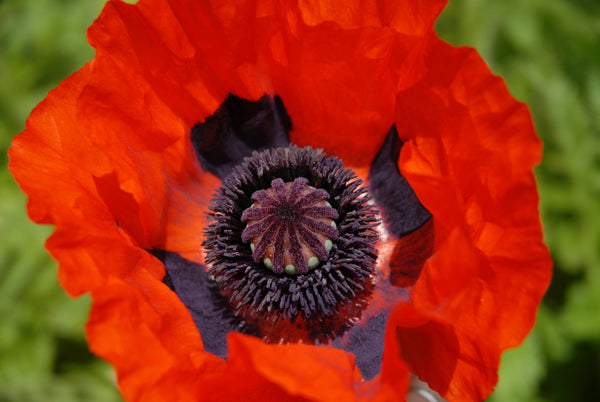 Oriental Poppy Beauty of Livermere Seeds