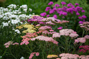 Mixed Summer Yarrow Seeds