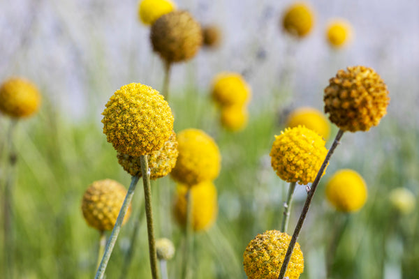 Billy Buttons Seeds