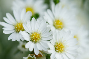 White Heath Aster Seeds