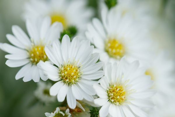 White Heath Aster Seeds