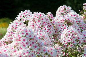 New Hybrids Mix Tall Garden Phlox Seeds