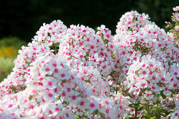 New Hybrids Mix Tall Garden Phlox Seeds