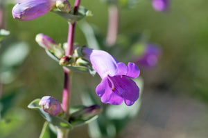 Large Flowered Beardtongue Seeds