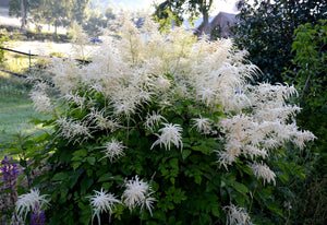 Goat's Beard Seeds