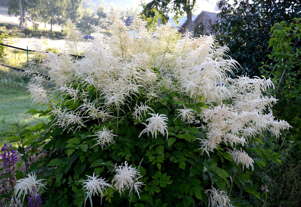 Goat's Beard Seeds
