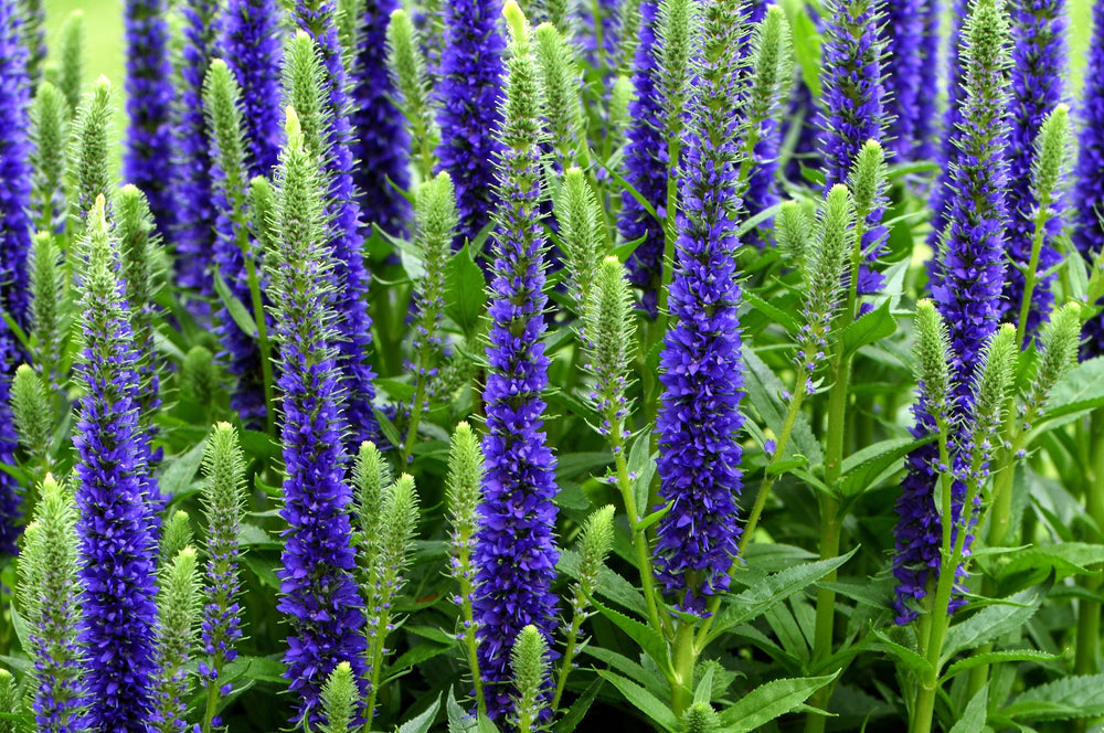 Blue Bouquet Veronica Seeds