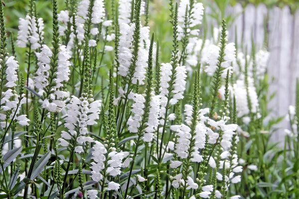 White Showy Obedient Plant Seeds