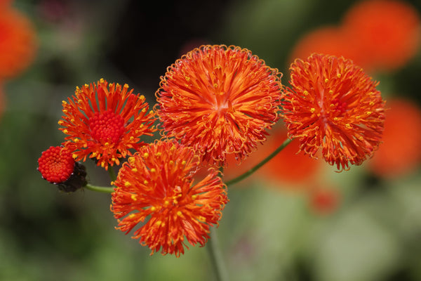Lady's Paintbrush Tassel Flower Seeds