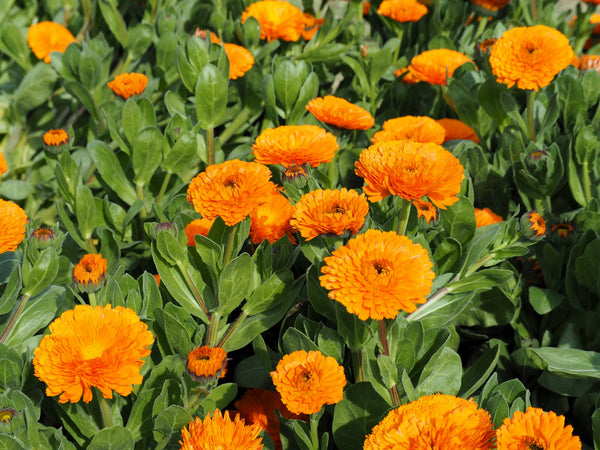 Pacific Beauty Orange Pot Marigold Seeds