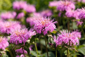 Dwarf Pink bee Balm Seeds